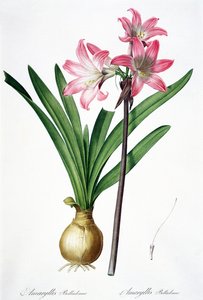 Amaryllis Belladonna, from 